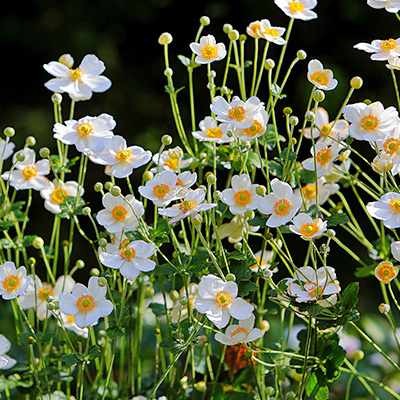 Japanse-anemone-(Anemone-hupehensis-Honorine-Jobert)