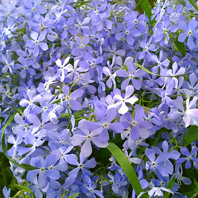 kruipphlox-(Phlox-subulata-Emerald-Cushion-Blue)