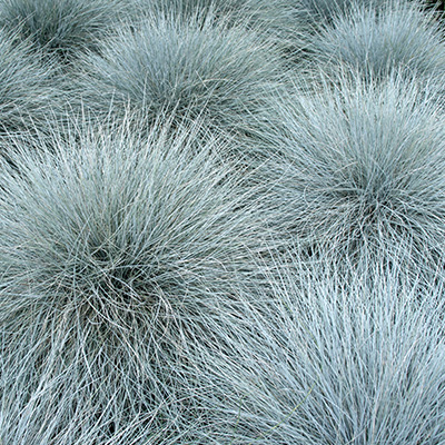 blauw-zwenkgras-(Festuca-ovina-Elijah-Blue)