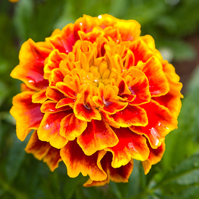 afrikaantje (Tagetes-x-patula-Texana<sup>®</sup>-Flame)