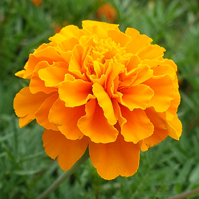 afrikaantje (Tagetes-x-patula-Texana<sup>®</sup>-Orange)