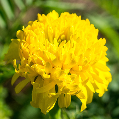 afrikaantje (Tagetes-x-patula-Texana®-Yellow)