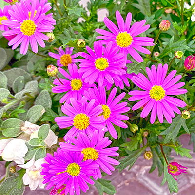 australisch madeliefje (Brachyscome-x-multifida-Delight-Magenta)