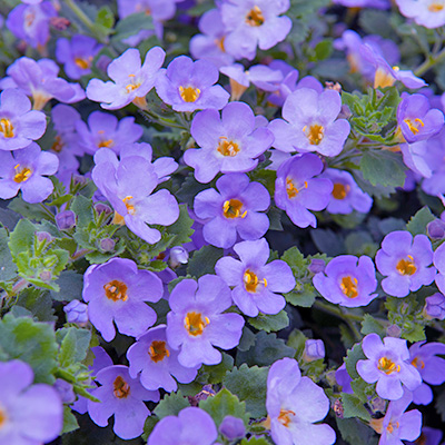 bacopa (Sutera-diffusus-Bacopa-Baristo®-Blue)