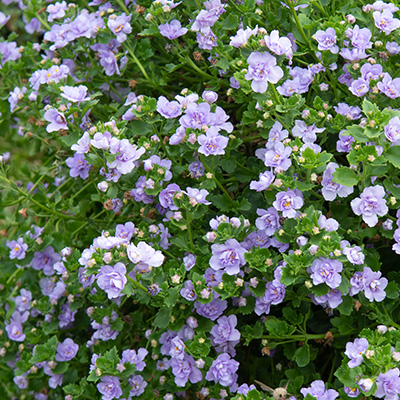 bacopa (Sutera-diffusus-Bacopa-Baristo®-Double-Lavender)