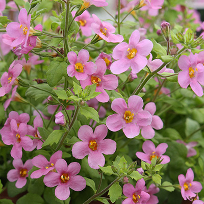 bacopa (Sutera-diffusus-Bacopa-Baristo®-Pink)