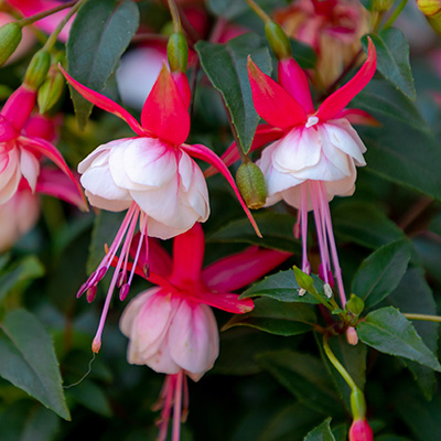 bellenplant (Fuchsia-cultivars-Leonita-Double-Red-White)