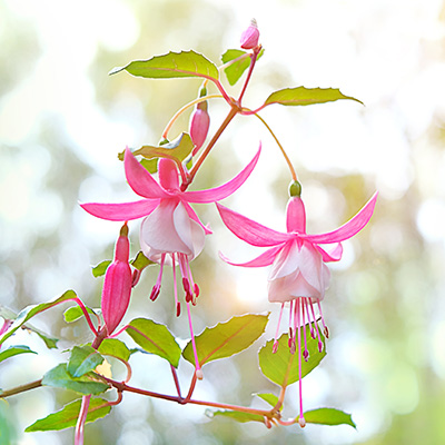 bellenplant (Fuchsia-cultivars-Leonita-Rose-White)