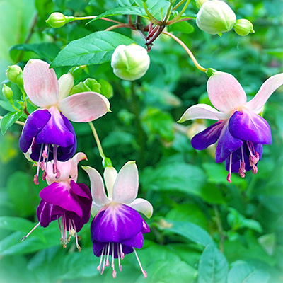 bellenplant (Fuchsia-cultivars-Leonita-White-Blue)