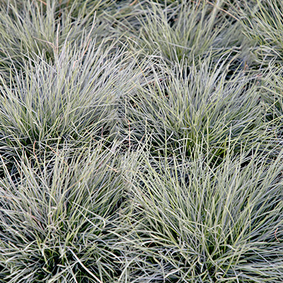 blauw-zwenkgras-(Festuca-valesiaca-Buddy-Blue)