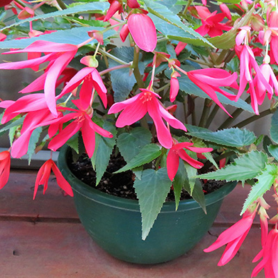 boliviaanse Begonia (Begonia-boliviensis-La-Paz-F1-Rose)