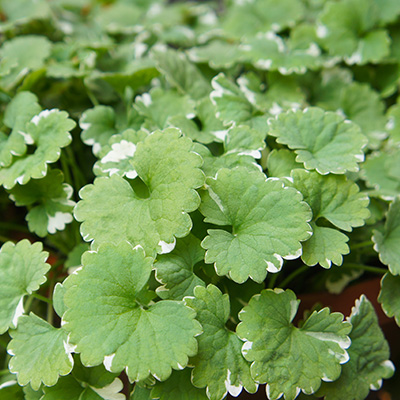 bonte hondsdraf (Glechoma-hederacea-Variegata)