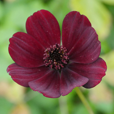 chocoladecosmos (Cosmos-atrosanguineus-Chocolate)