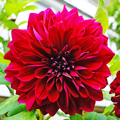 dahlia (Dahlia-x-hortensis-Lubega<sup>®</sup>-Power-Scarlet)