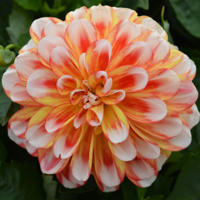 dahlia (Dahlia-x-hortensis-Lubega<sup>®</sup>-Power-Tricolor)