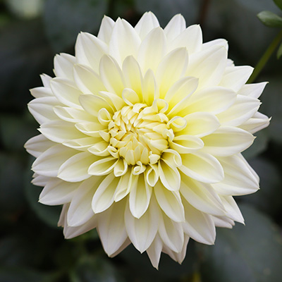 dahlia (Dahlia-x-hortensis-Lubega®-Power-White)