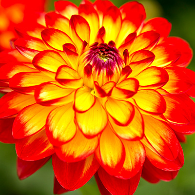 dahlia (Dahlia-x-hortensis-Lubega®-Power-Yellow-Orange)