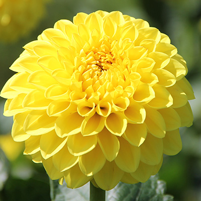 dahlia (Dahlia-x-hortensis-Lubega®-Power-Yellow)