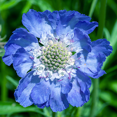 duifkruid (Scabiosa caucasica Fama Deep Blue)