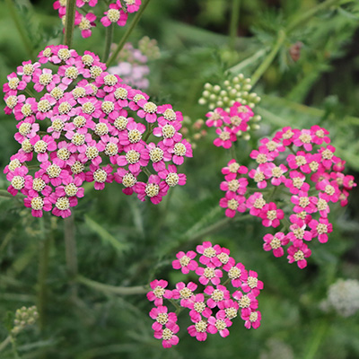 duizendblad (Achillea millefolium Desert Eve Deep Rose)