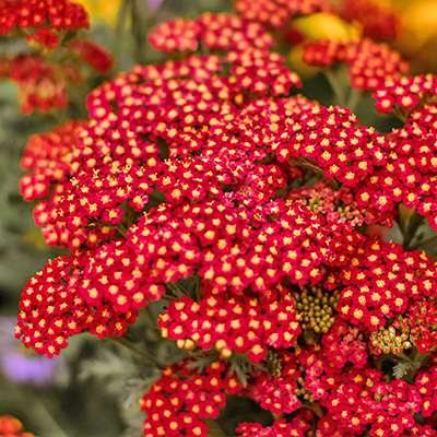 duizendblad (Achillea millefolium Desert Eve Red)