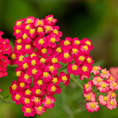 duizendblad (Achillea millefolium Paprika)