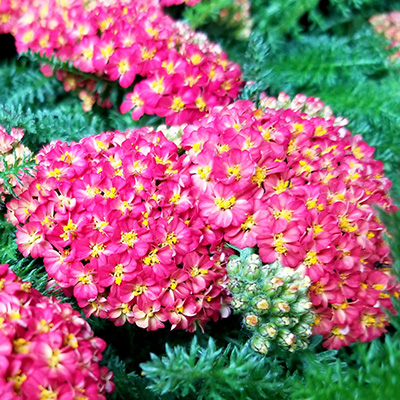 duizendblad (Achillea millefolium Summer Fruits Carmine)