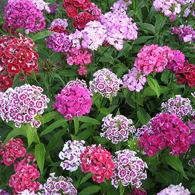 duizendschoon-(Dianthus-barbatus-Messenger-Messenger-Mix)