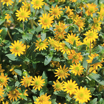 dwergzonneroos (Sanvitalia-procumbens-Solaris®-Compact)