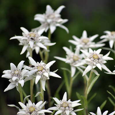 output band Gelijkenis edelweiss (Leontopodium alpinum ZugspitzeⓈ) - Tuinplanten DEN KREUPEL