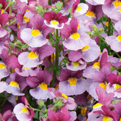 elfenspiegel (Nemesia-x-fruticans-Mareto<sup>®</sup>-Bicolor-Magenta)