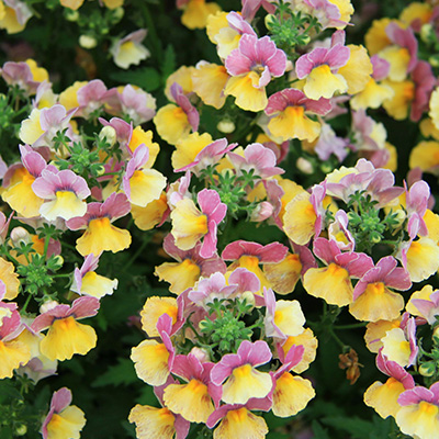 elfenspiegel (Nemesia-x-fruticans-Mareto<sup>®</sup>-Bicolor-Rose)