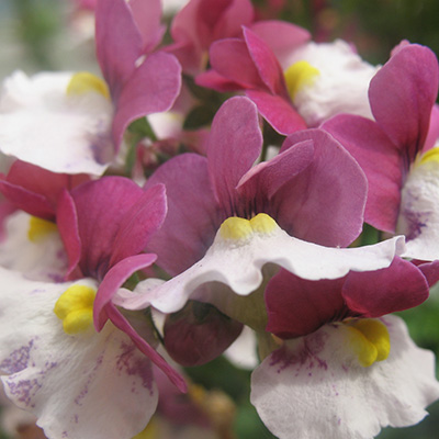 elfenspiegel (Nemesia-x-fruticans-Mareto®-Burgundy-&-White)