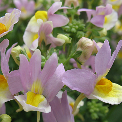 elfenspiegel (Nemesia-x-fruticans-Mareto<sup>®</sup>-Pink-&-White)