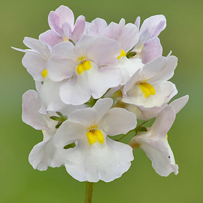 elfenspiegel (Nemesia-x-fruticans-Mareto<sup>®</sup>-White)