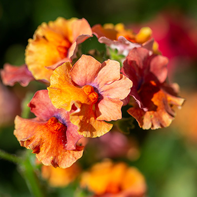 elfenspiegel (Nemesia-x-hybrida-Lyric®-Orange)