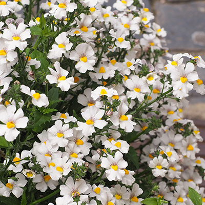 elfenspiegel (Nemesia-x-hybrida-Lyric<sup>®</sup>-White)