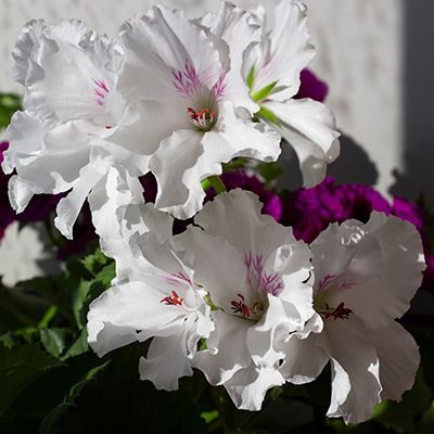 franse geranium (Pelargonium-x-grandiflorum-Aristo®-Snow)