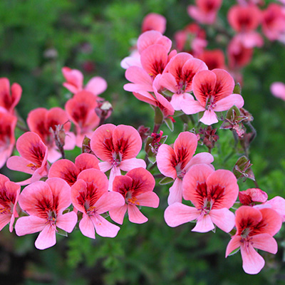 geranium (Pelargonium-x-crispum-PAC®-Angeleyes®-Orange)