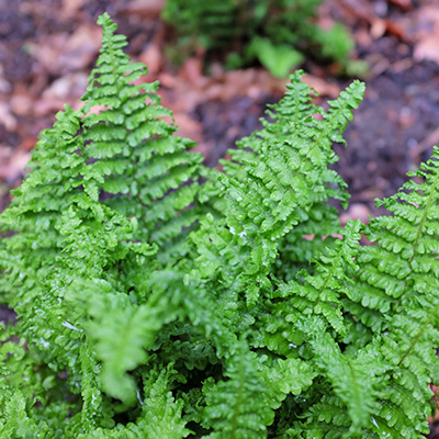 geschubde-mannetjesvaren-(Dryopteris-affinis-Crispa)