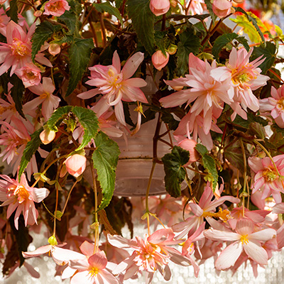 hangbegonia (Begonia-x-tuberhybrida-Illumination<sup>®</sup>-F1-Salmon-Pink)