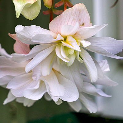 hangbegonia (Begonia-x-tuberhybrida-Illumination®-F1-White)