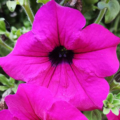 hangpetunia Surfinia<sup>®</sup> (Petunia-x-atkinsiana-Surfinia<sup>®</sup>-Purple-(Sunpurple)