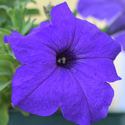 hangpetunia Surfinia® (Petunia-x-atkinsiana-Surfinia®-Blue-(Sunblu)