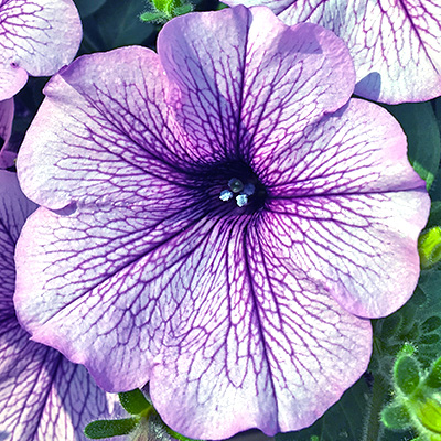 hangpetunia Surfinia<sup>®</sup> (Petunia-x-atkinsiana-Surfinia<sup>®</sup>-Blue-Vein-(Sunsolos)