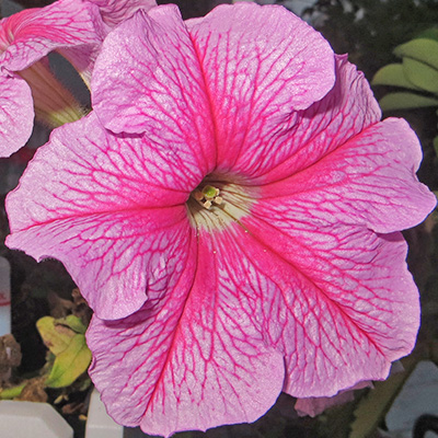 hangpetunia Surfinia<sup>®</sup> (Petunia-x-atkinsiana-Surfinia<sup>®</sup>-Hot-Pink-(Sunrovein)