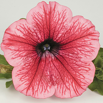 hangpetunia Surfinia® (Petunia-x-atkinsiana-Surfinia®-Hot-Red-(Sunhore)