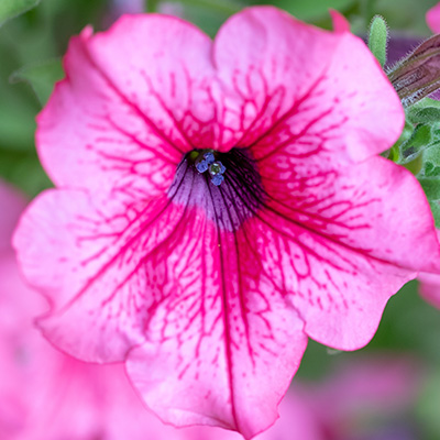 hangpetunia Surfinia<sup>®</sup> (Petunia-x-atkinsiana-Surfinia<sup>®</sup>-Pink-Vein-(Sunbapive)