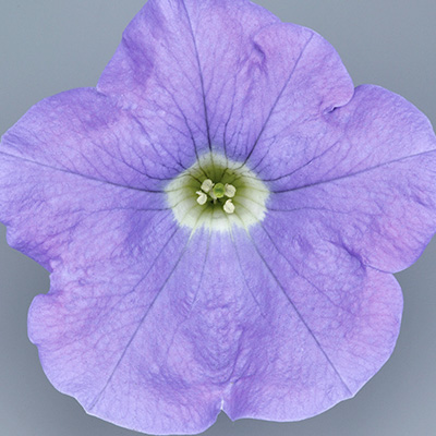 hangpetunia Surfinia<sup>®</sup> (Petunia-x-atkinsiana-Surfinia<sup>®</sup>-Sky-Blue-(Keilaubu)