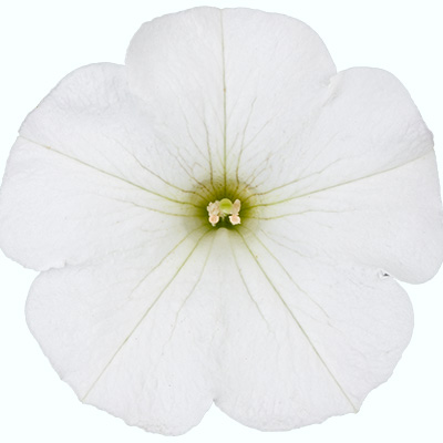 hangpetunia Surfinia® (Petunia-x-atkinsiana-Surfinia®-Snow-(Sunsurfkuri)